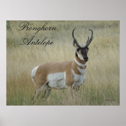 Poster A8 Pronghorn Antelope (Devant)