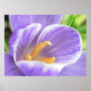 Poster A Bee's Eye View - Crocus