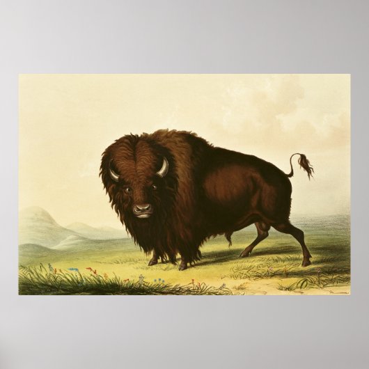 Poster A Bison, vers 1832 (Devant)