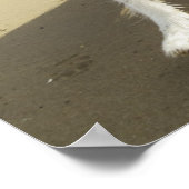 Poster A Border Collie Dog Running (Coin)