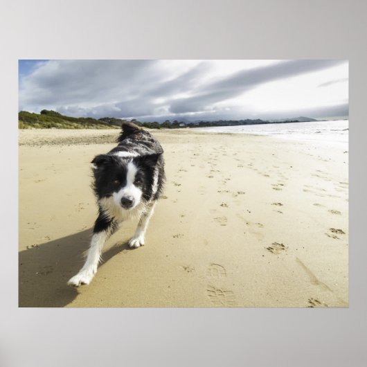 Poster A Border Collie Dog Running (Devant)