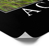 Poster A Cat is a Lion Indian Proverb Artwork (Coin)