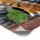 Poster A cute baby tiger cub (Coin)