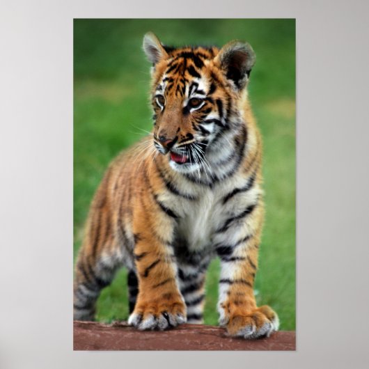 Poster A cute baby tiger cub (Devant)