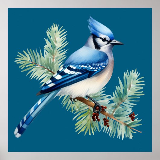 Poster A Cute Blue Jay (Devant)