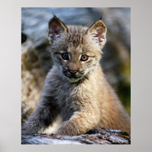Poster A Cute Little Canadian Lynx Kitten