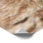 Poster A Cute Little Canadian Lynx Kitten (Coin)