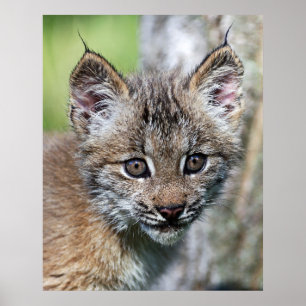 Poster A Cute Little Canadian Lynx Kitten