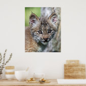 Poster A Cute Little Canadian Lynx Kitten (Cuisine)