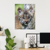 Poster A Cute Little Canadian Lynx Kitten (Bureau à domicile)