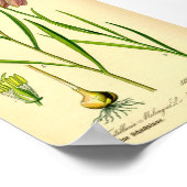 Poster à damiers (Fritillaria meleagris) (Coin)