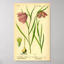 à damiers (Fritillaria meleagris)