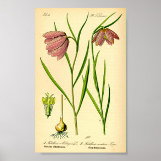 Poster à damiers (Fritillaria meleagris)