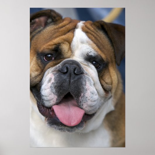 Poster A English bulldog en Belgique. (Devant)