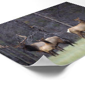 Poster A et Son Harem (Coin)