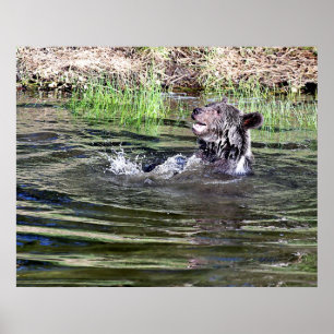 Poster A Grizzly Bear playing in the water