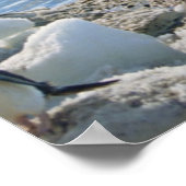 Poster A Group of Penguins Standing On An Icy Beach (Coin)