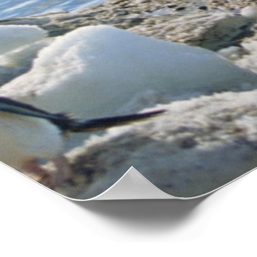 Poster A Group of Penguins Standing On An Icy Beach (Coin)