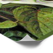 Poster A Javan Rhododendrum et Ipomoea (Coin)