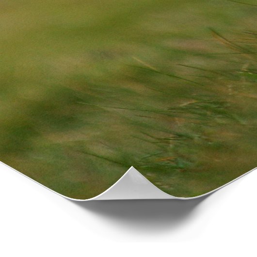 Poster À la recherche du Puffin de Burrow (Coin)