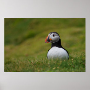 Poster À la recherche du Puffin de Burrow