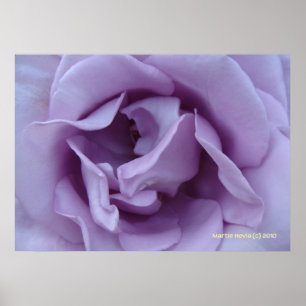 Poster À l'intérieur d'un Rose Lavender