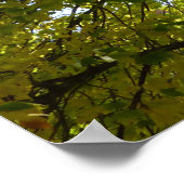 Poster À l'intérieur d'une érablière jaune automne (Coin)