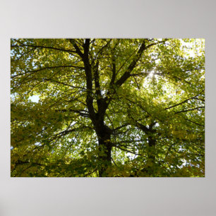 Poster À l'intérieur d'une érablière jaune automne