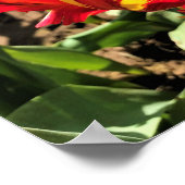 Poster À l'intérieur d'une tulipe de perroquet flamboyant (Coin)