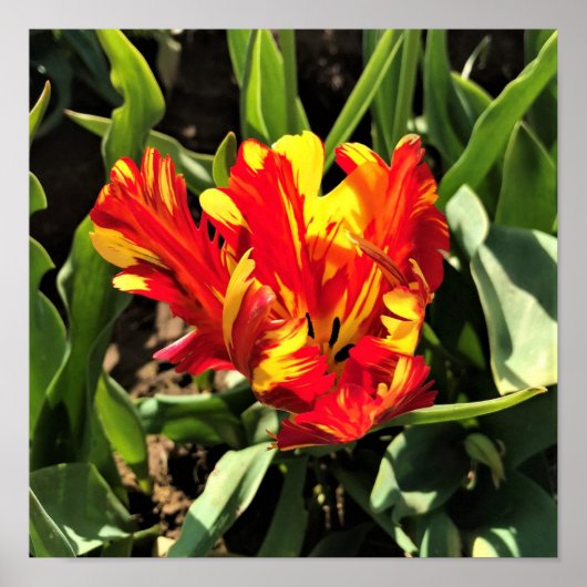 Poster À l'intérieur d'une tulipe de perroquet flamboyant (Devant)