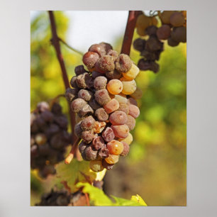 Poster A moldy Semillon grape bunch at Ch Raymond Lafon