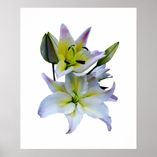 Poster À PARTIR DE MOINS DE 20 $ - Belles Lys Blancs (Devant)