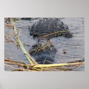 Poster À plus tard Alligator