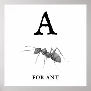 Poster "A" pour Ant