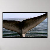 Poster à queue de baleine (Devant)