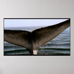 Poster à queue de baleine