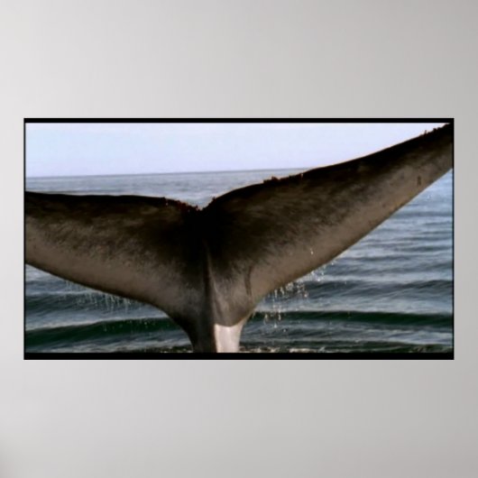 Poster à queue de baleine (Devant)