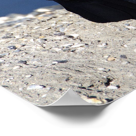 Poster à queue de bateau (Coin)