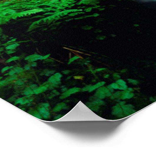 Poster A stream en old-growth forest (Coin)