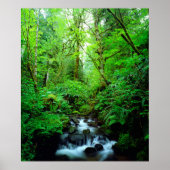 Poster A stream en old-growth forest (Devant)
