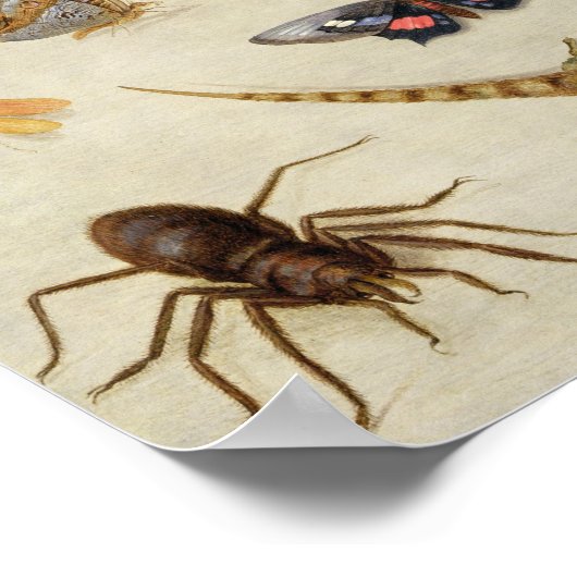 Poster A Study of insects (Coin)