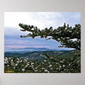 Poster À travers les Bouges d'un pin (Devant)