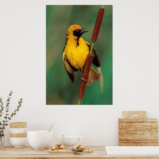 Poster A Village Weaver calling while perched on a reed (Cuisine)