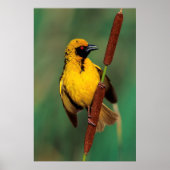 Poster A Village Weaver calling while perched on a reed (Devant)