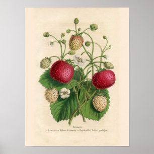 Poster  aardbeien