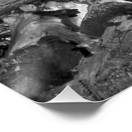 Poster Abandon de l'épave noire et blanche Photo Glossy (Coin)