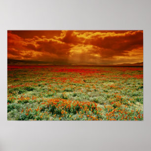 Poster Abandonnez le coucher du soleil sur un champ des