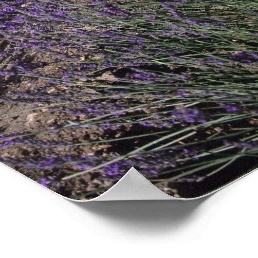 Poster Abbaye de Senanque, Gordes, Vaucluse, Provence, (Coin)