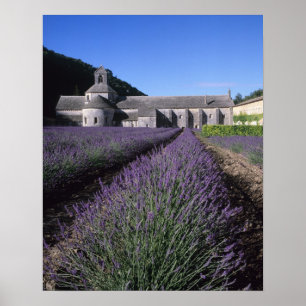 Poster Abbaye de Senanque, Gordes, Vaucluse, Provence,