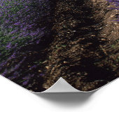 Poster Abbaye de Senanque, Gordes, Vaucluse, Provence, (Coin)